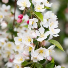 5038838019067 1 Malus Tor Sar Tina Patio Tw 11 5L.jpg